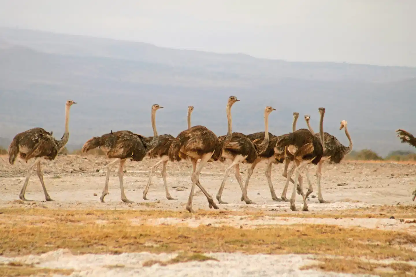 Königreich der Tiere Tiere