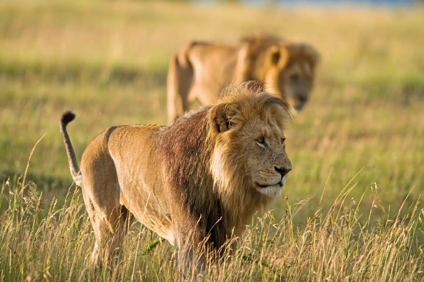 Die große Kenia Safari Tiere