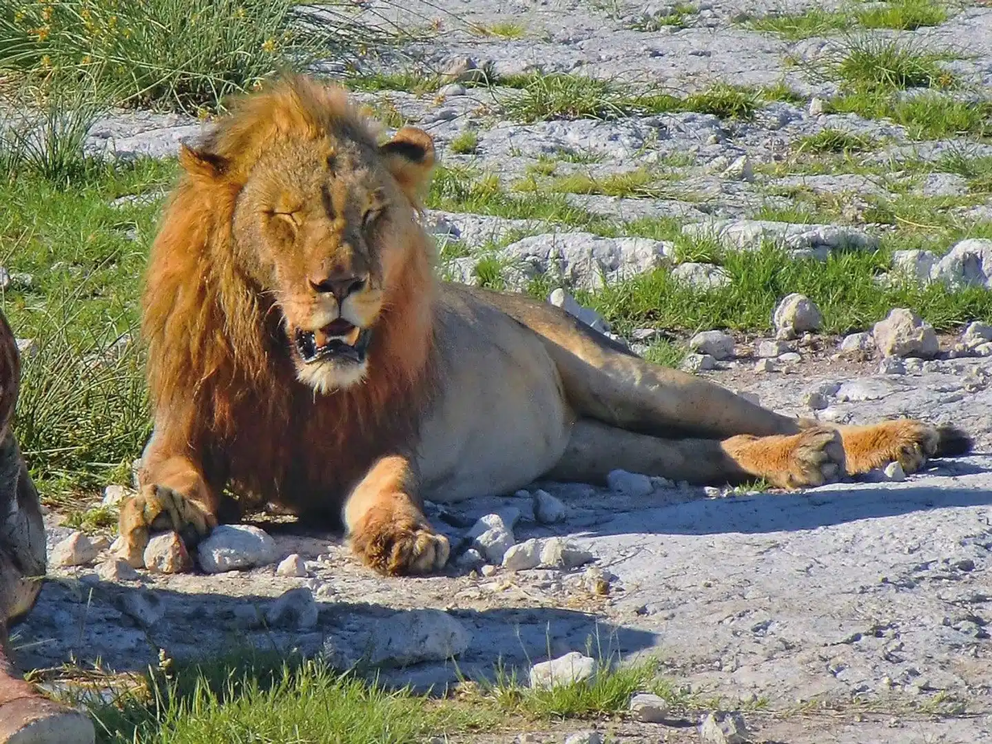 Zuhause in Namibia Tiere