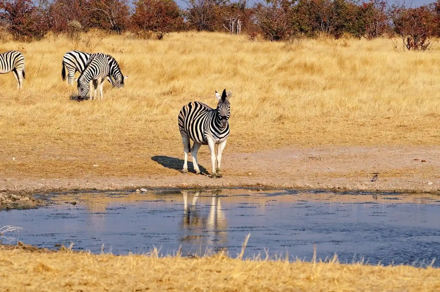 Zuhause in Namibia Tiere