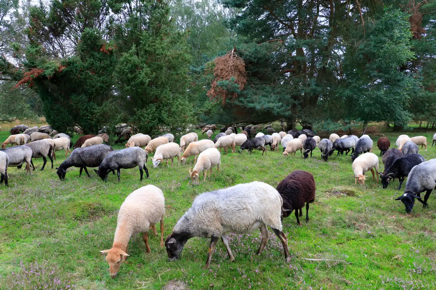 Best Western Heidehof Tiere