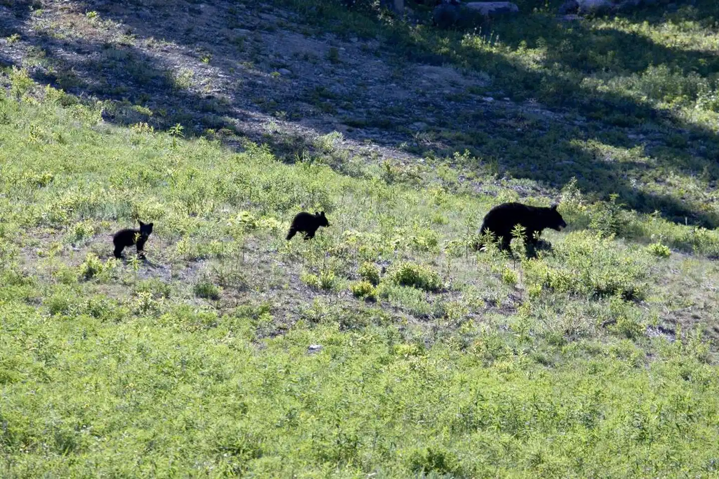 Hilton Whistler Resort & Spa Tiere