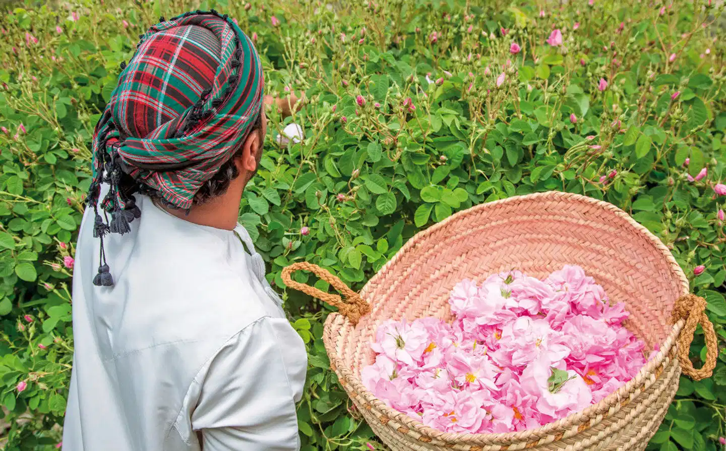 Oman: Von Gebirgen, Wüsten und Oasen Garten