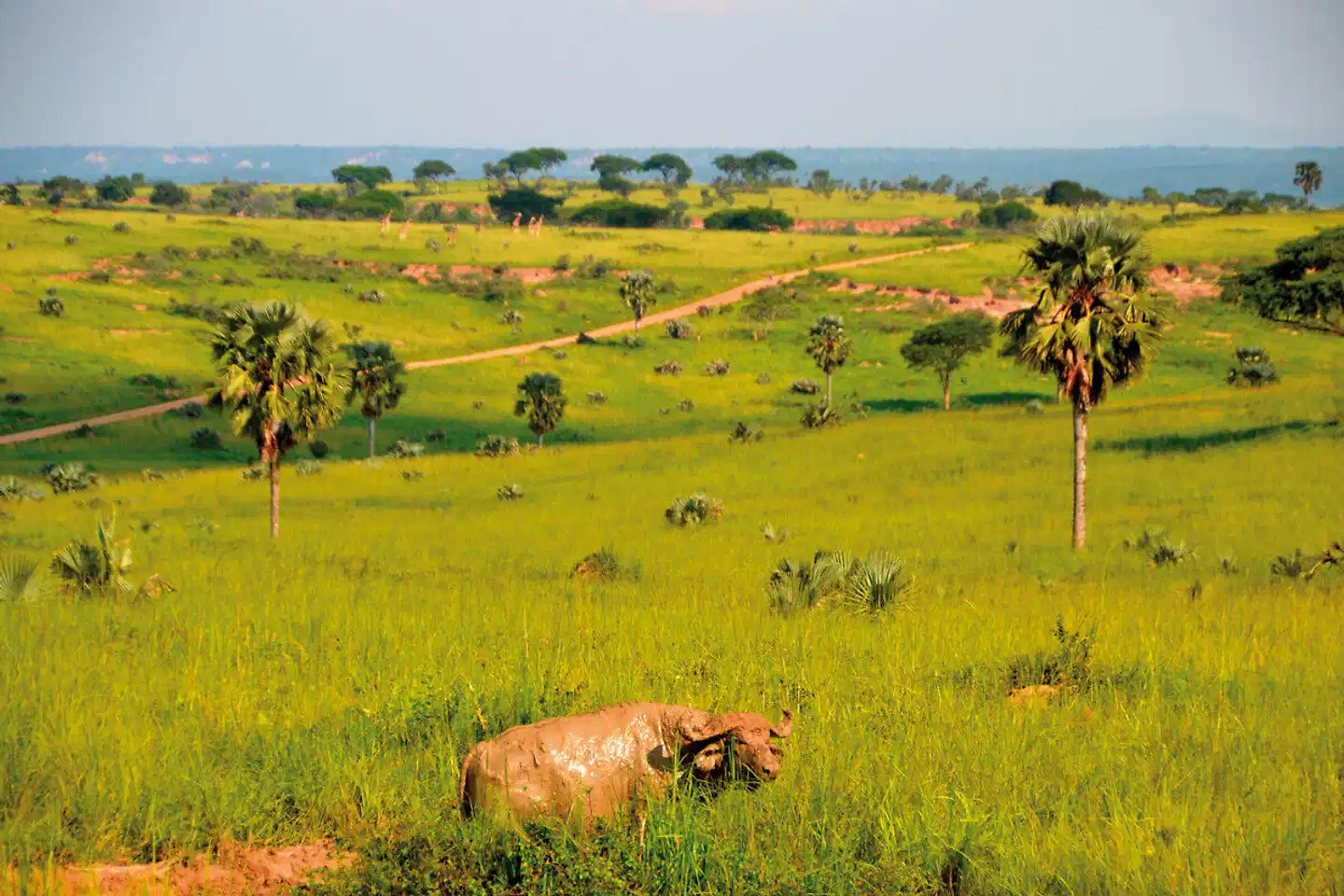 Uganda - Im Land der Berggorillas Tiere