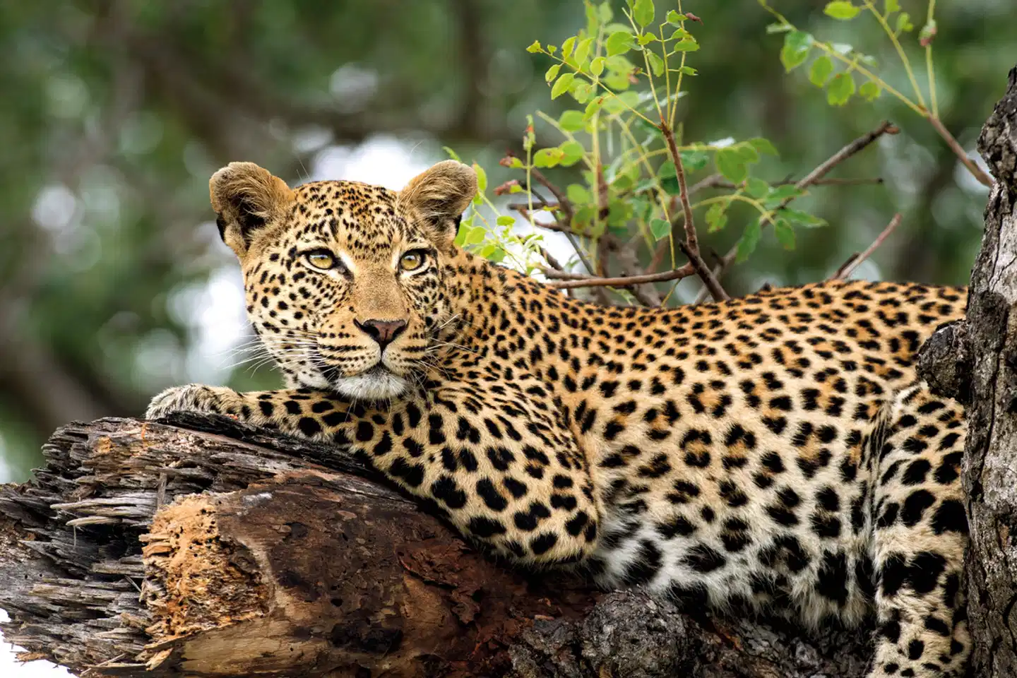 Londolozi Game Reserve Tiere