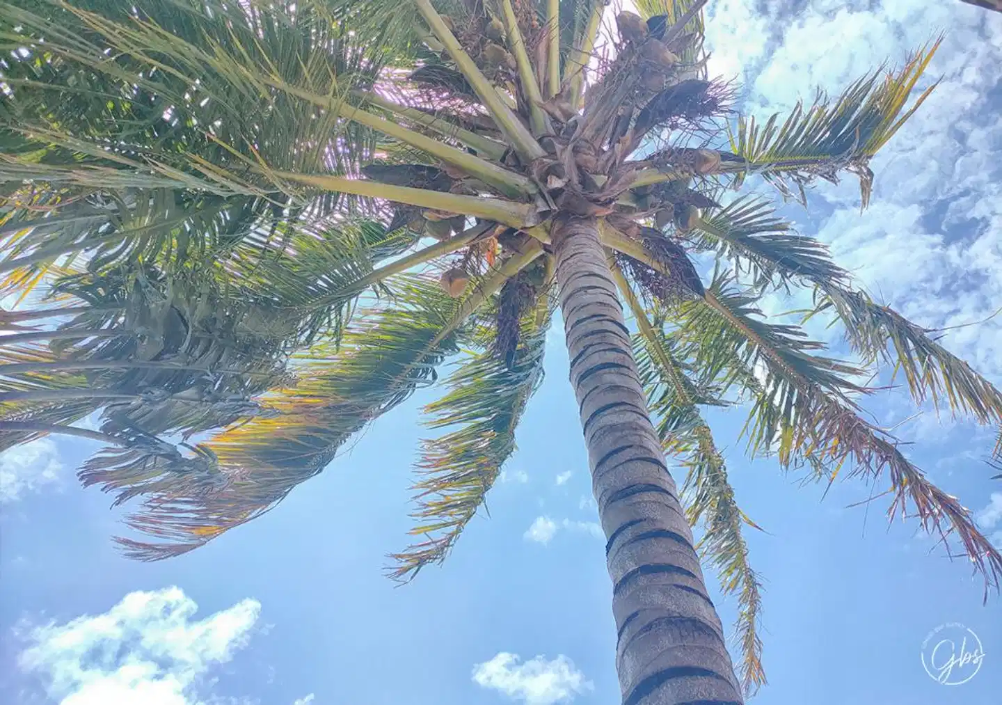 Grand Bay Suites Tiere