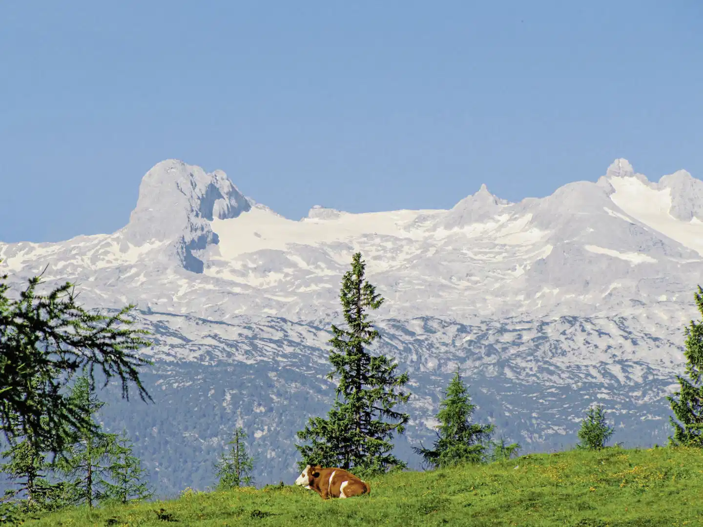 Berghof Tauplitzalm Tiere