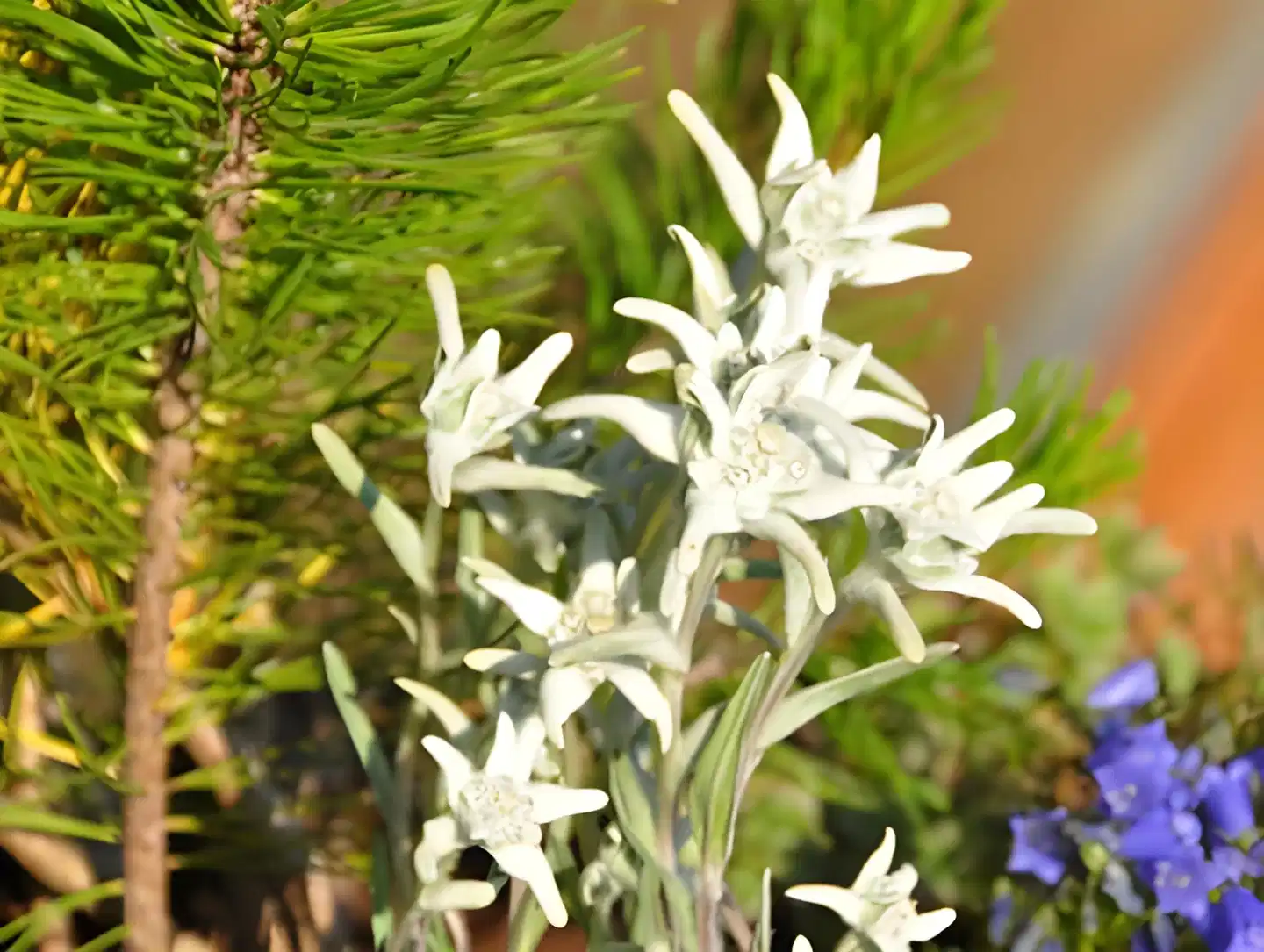 Alpinhotel Pacheiner Garten