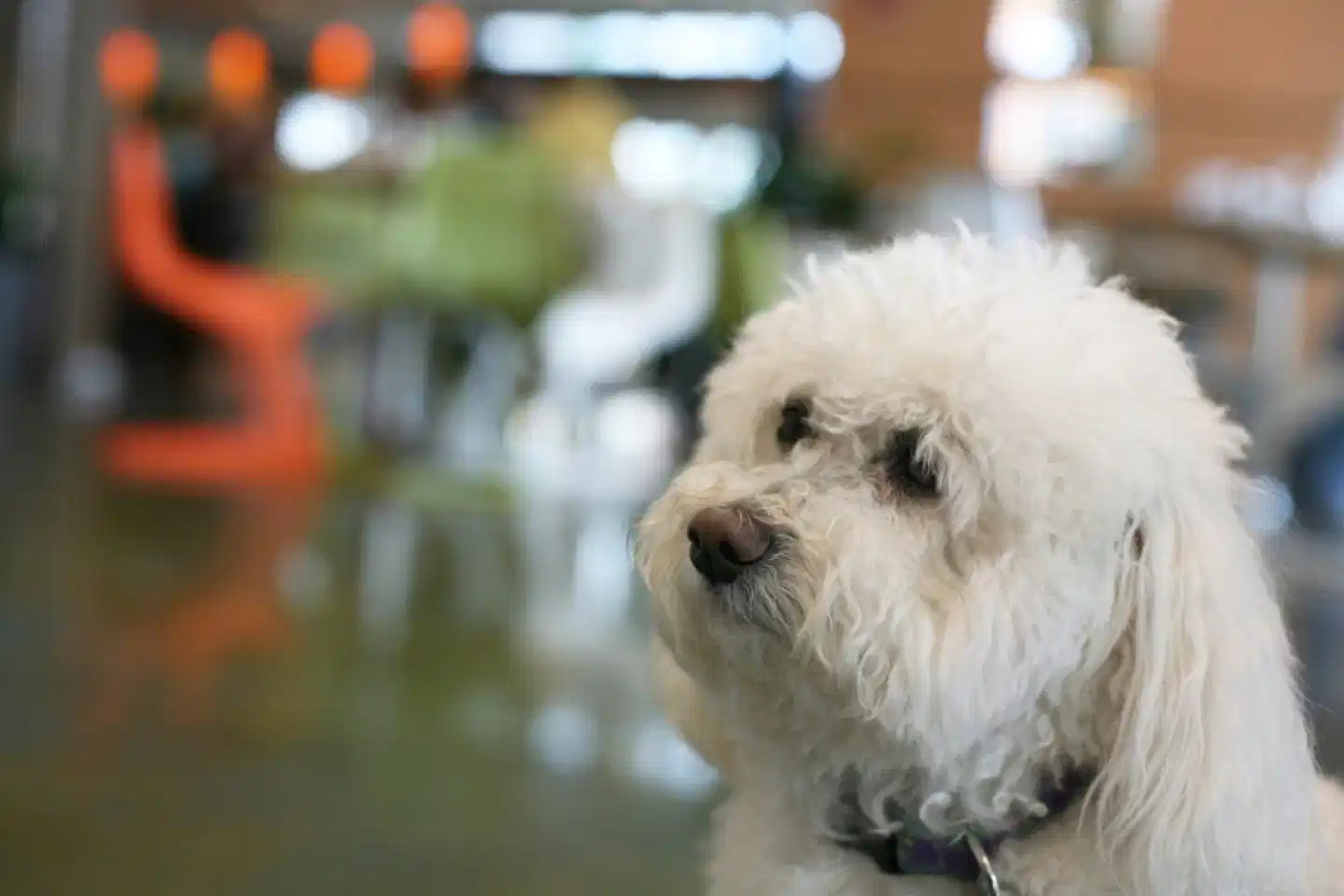 Indigo Asheville Downtown Tiere