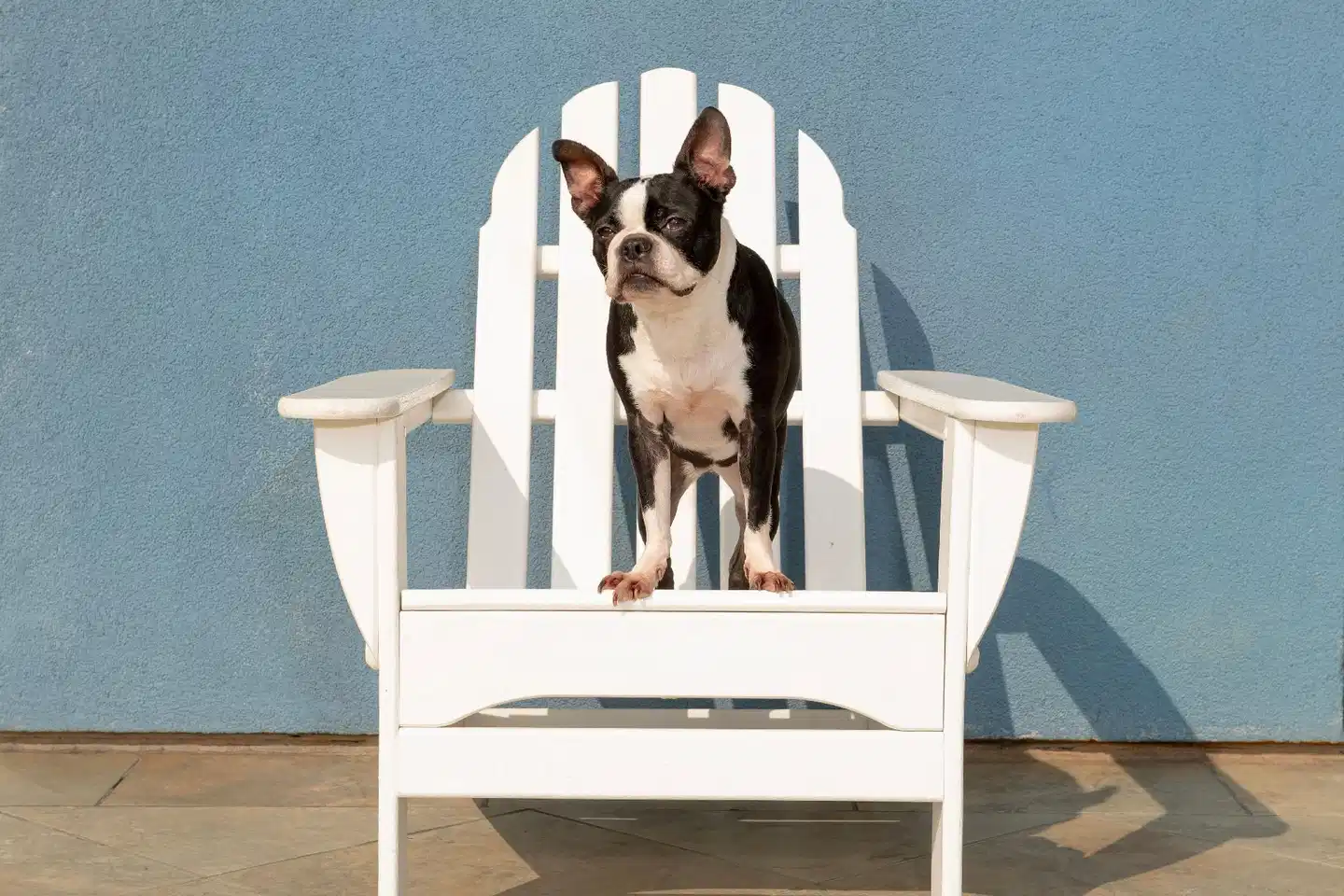 Hilton Garden Inn Los Angeles Marina Del Rey Tiere