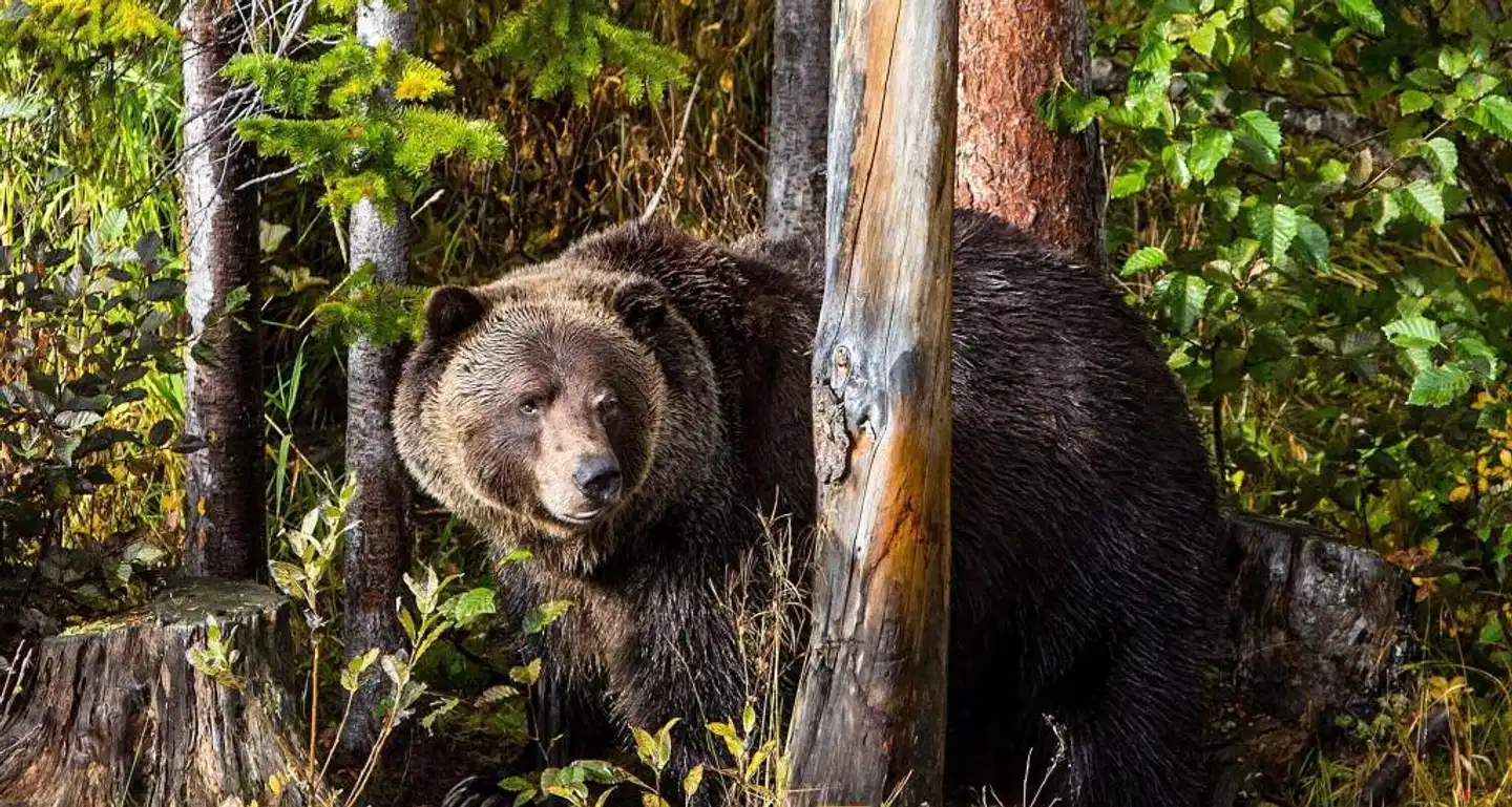 Glacier Mountaineer Lodge Tiere