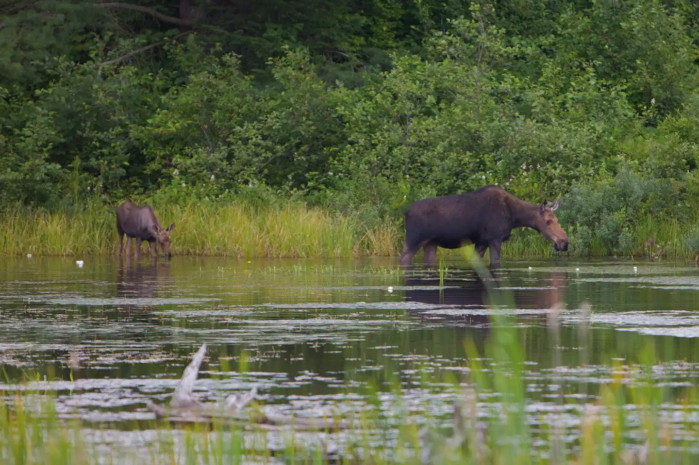 Auf den Spuren der Elche Tiere