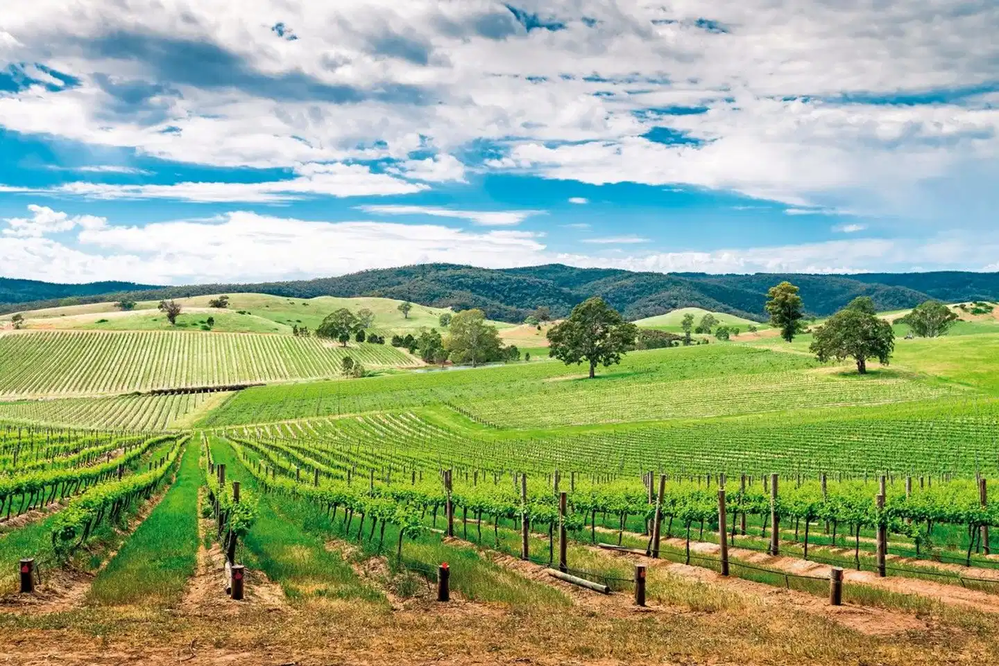 Great Ocean Road & Barossa Valley Landschaft