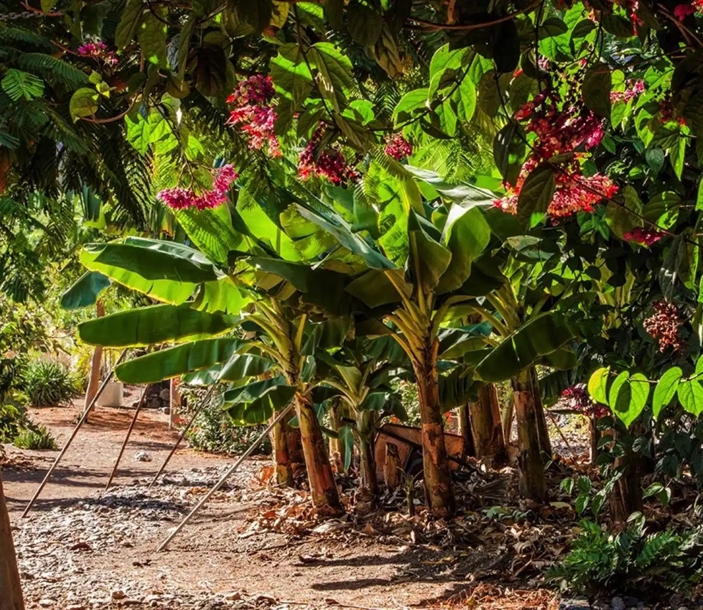 Finca Casa Dona Rosario Garten