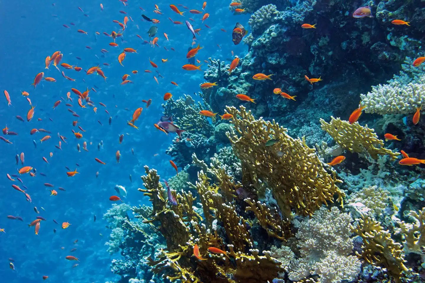 Concorde Moreen Beach Resort & Spa Tiere