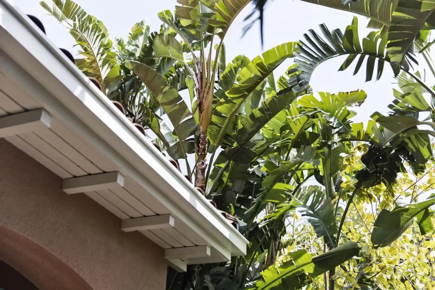 The Beverly Hills Hotel - Dorchester Collection Terrasse