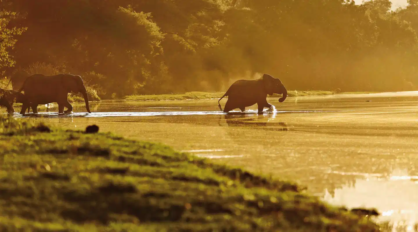Auf den Spuren Norman Carr's Tiere