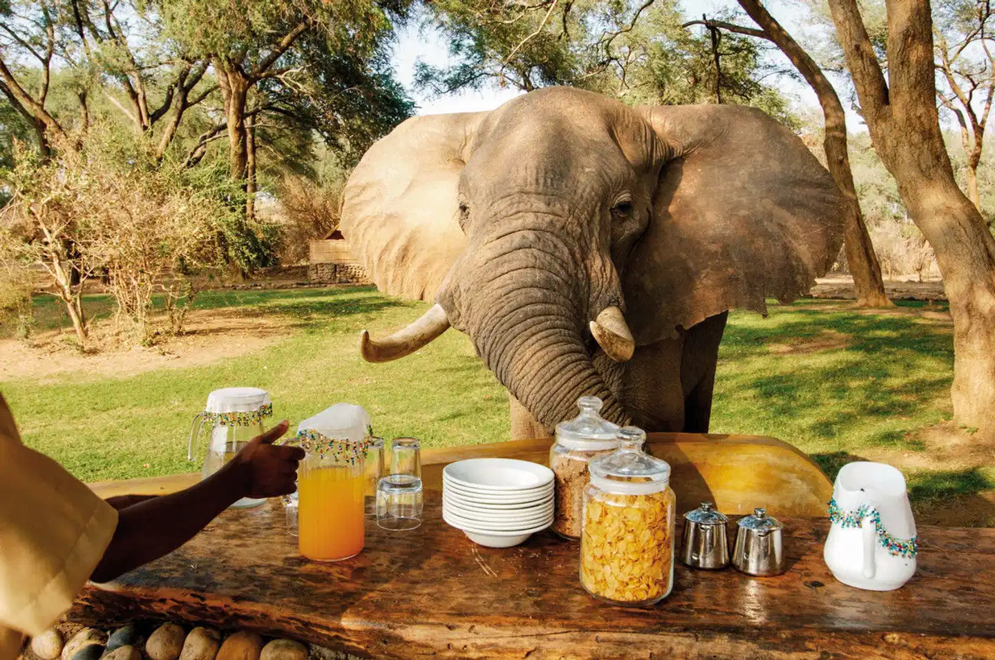 Auf den Spuren Norman Carr's Tiere