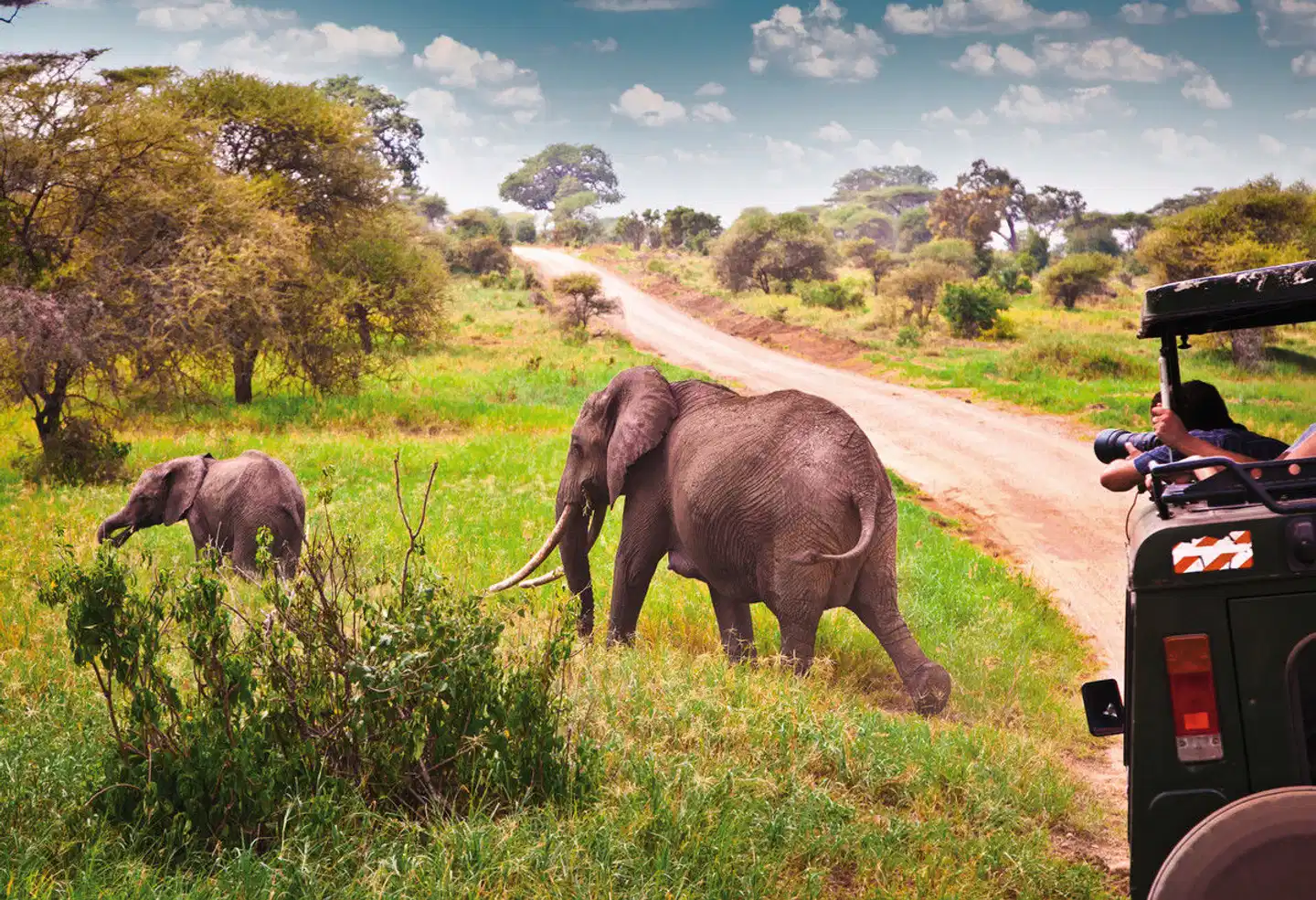 Magisches Tansania Tiere