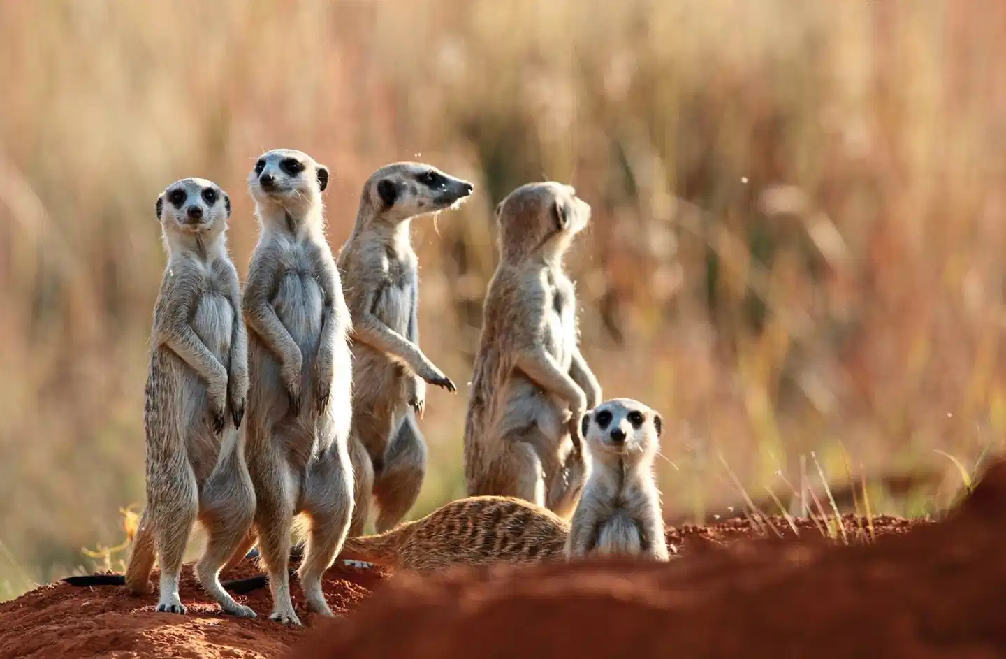 Klassisches Südafrika (ab Johannesburg/bis Kapstadt) Tiere