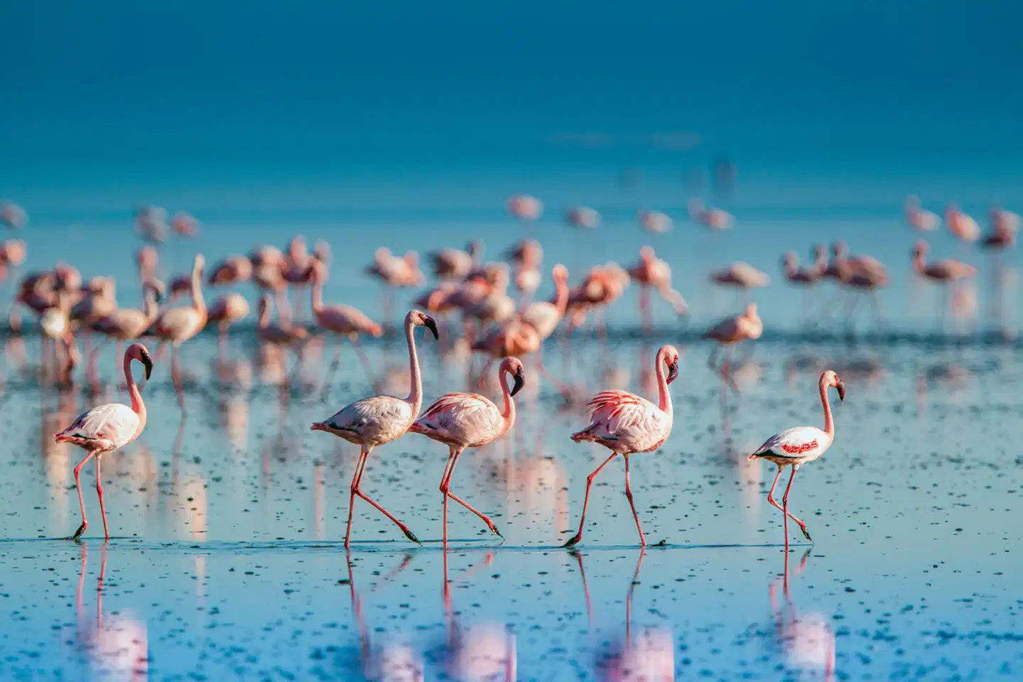 Naturwunder Tansanias & Welterbe Sansibar Tiere