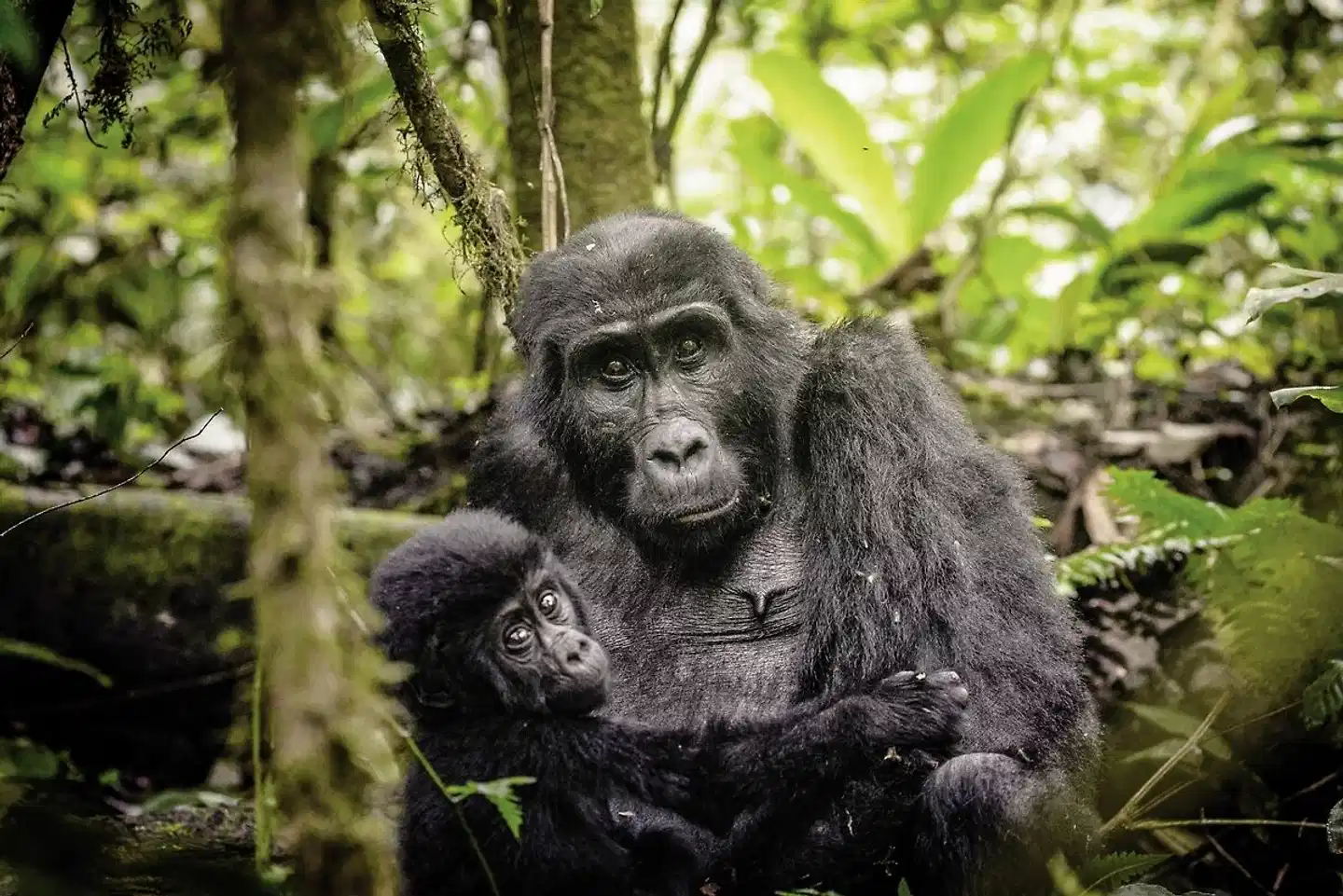 Sanctuary Gorilla Forest Camp Tiere