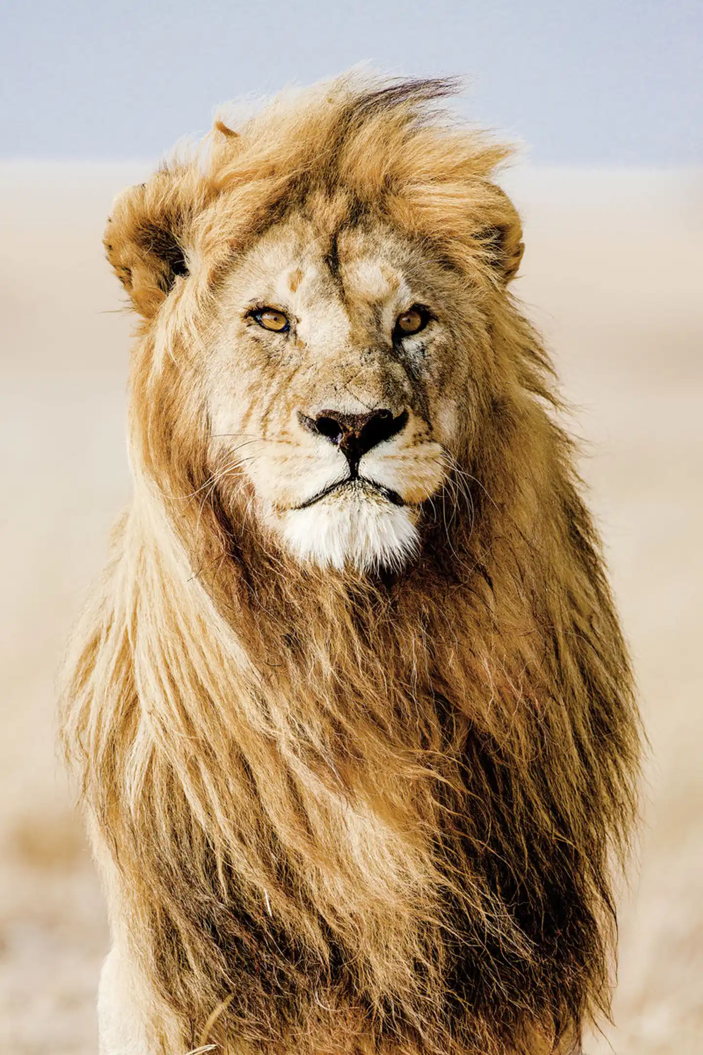 Mpumalanga - Im Reich der wilden Tiere Tiere