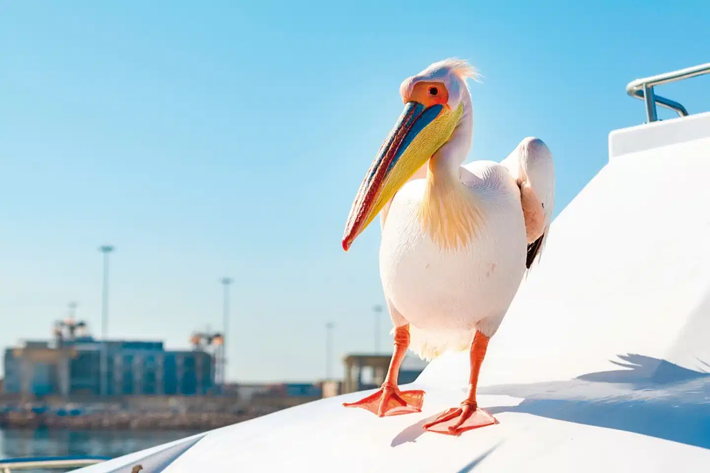 Traumreise Namibia Tiere