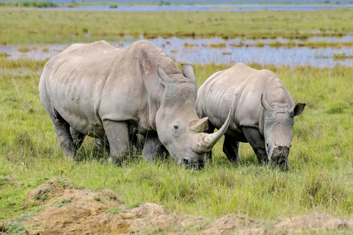 Königreich der Tiere Tiere