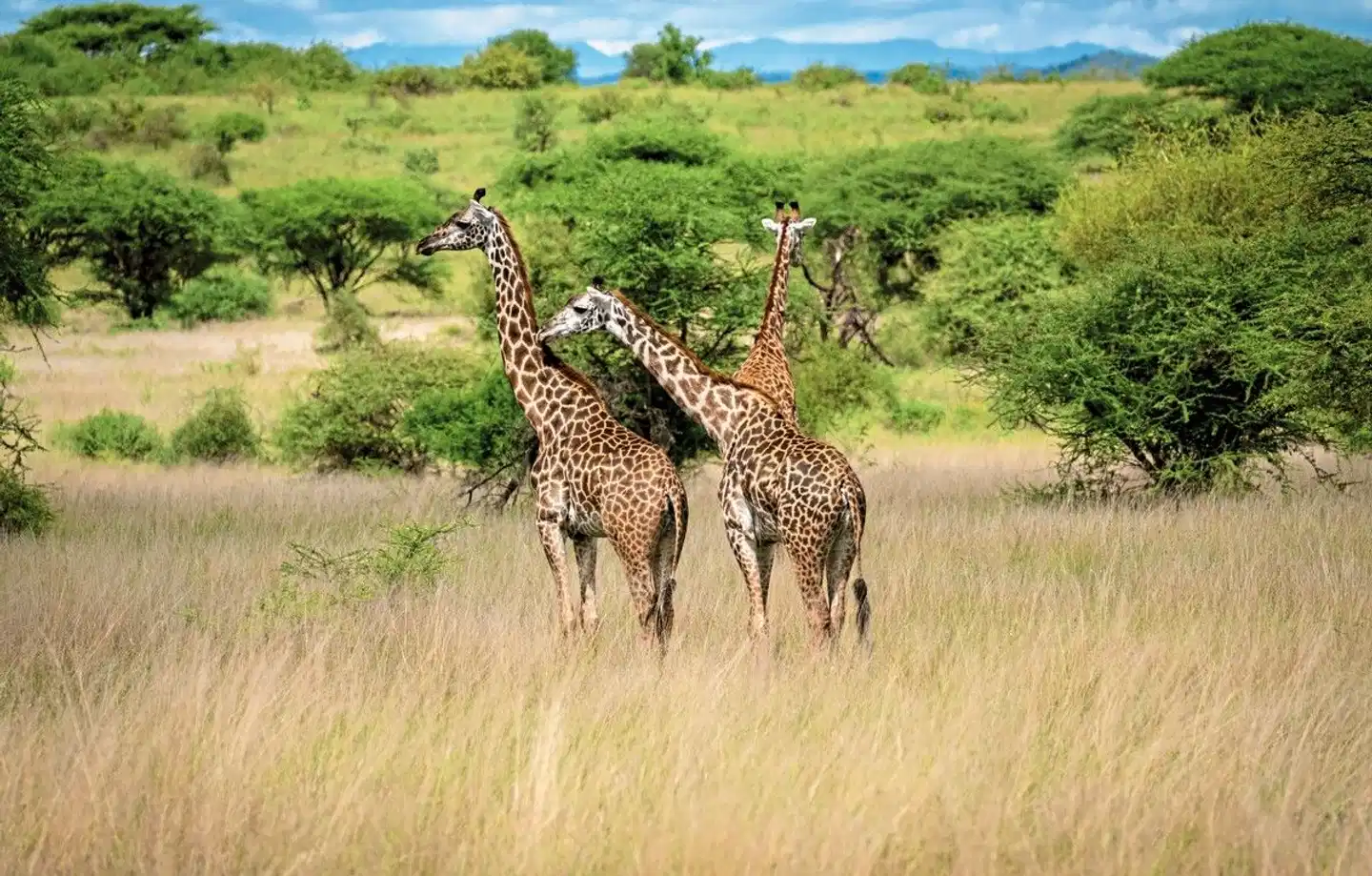 Zwischen Löwenpfaden und Akazienträumen Tiere
