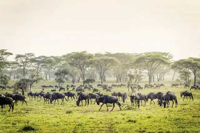 Tansania Deluxe Tiere