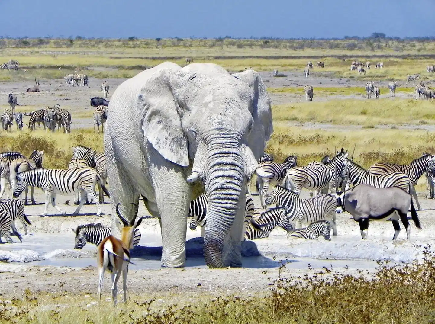 Namibia Classic Standard Tiere