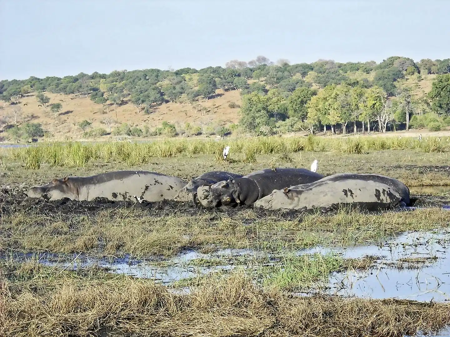 Dreiländereck auf eigene Faust Tiere