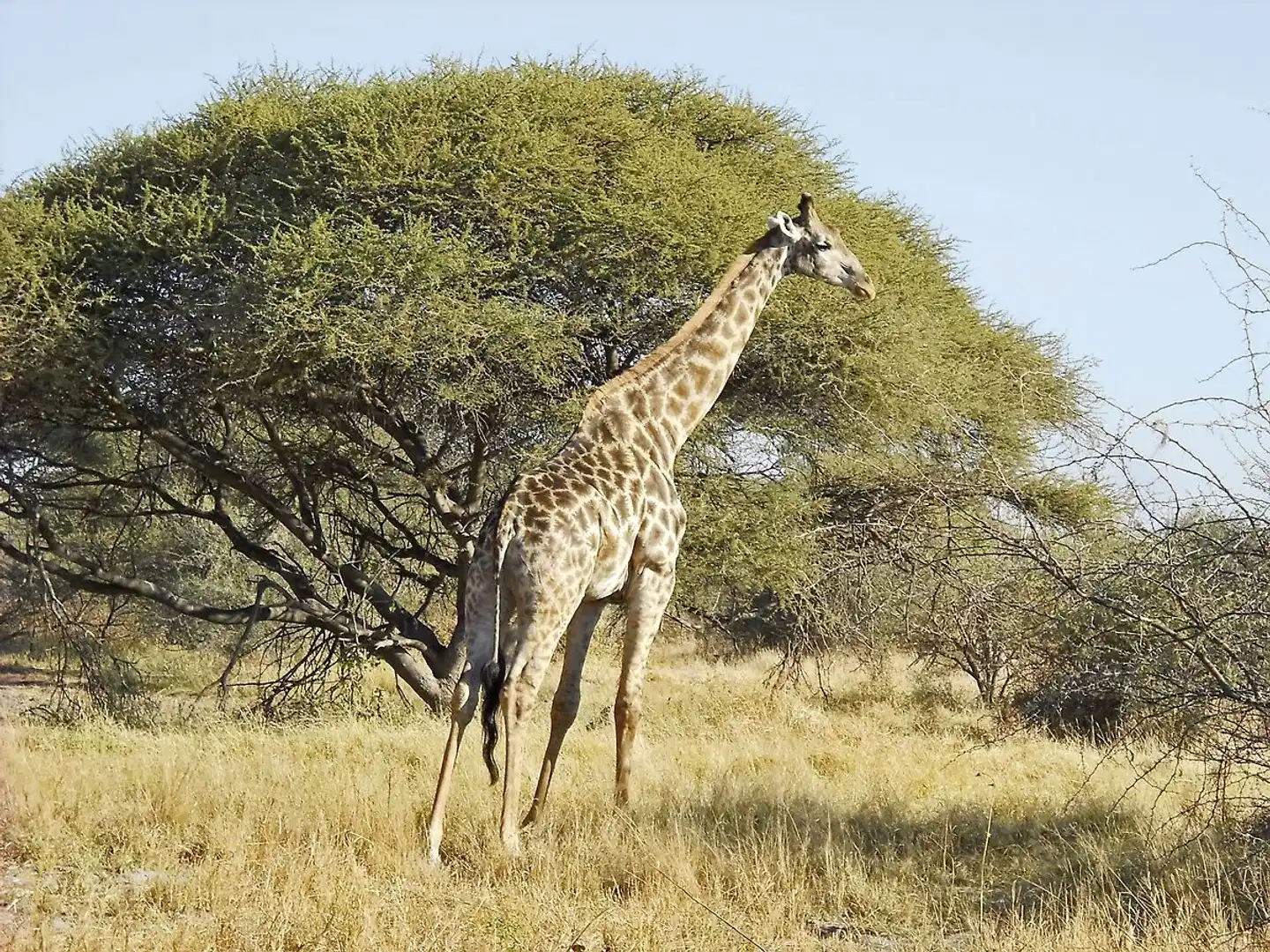 Dreiländereck auf eigene Faust Tiere