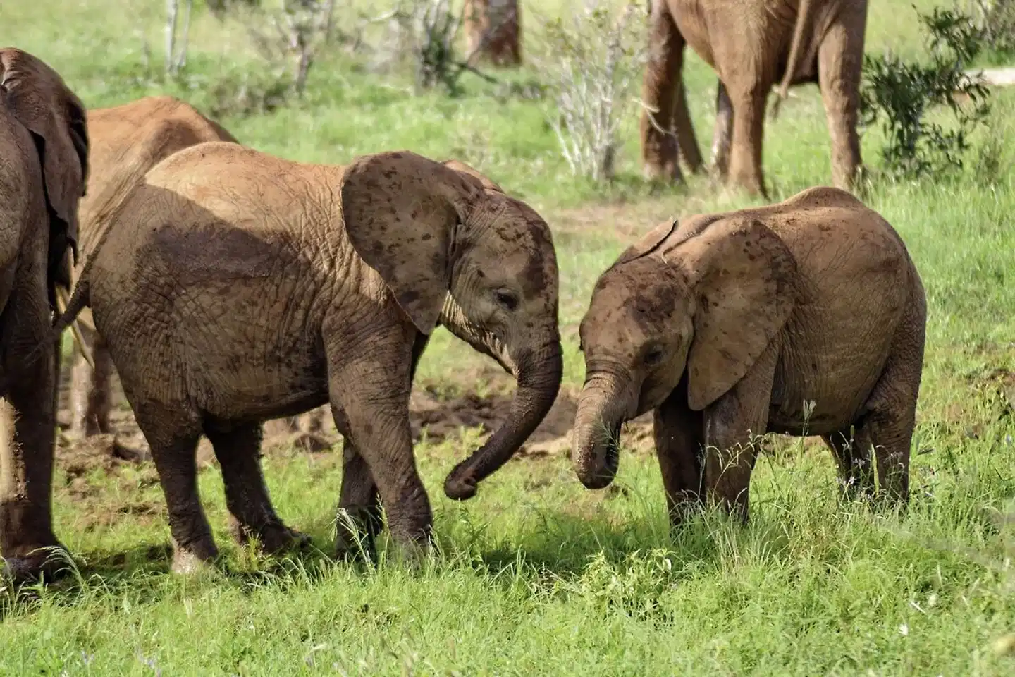 Abenteuer Kenia Tiere