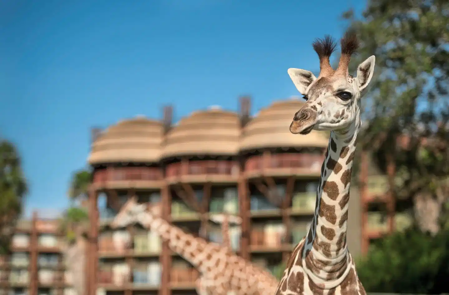 Disney's Animal Kingdom Lodge Tiere