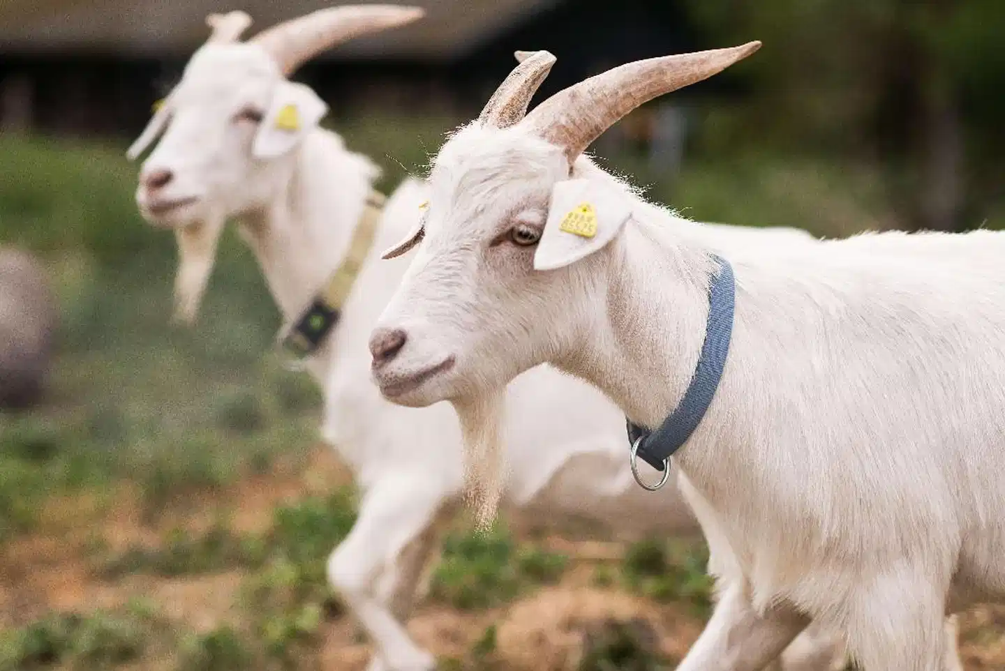 Best Western Seehotel Frankenhorst Tiere