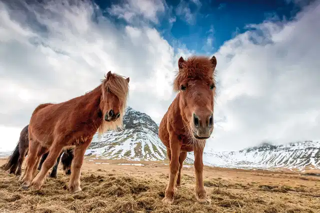 Familienspaß auf Farmen Tiere