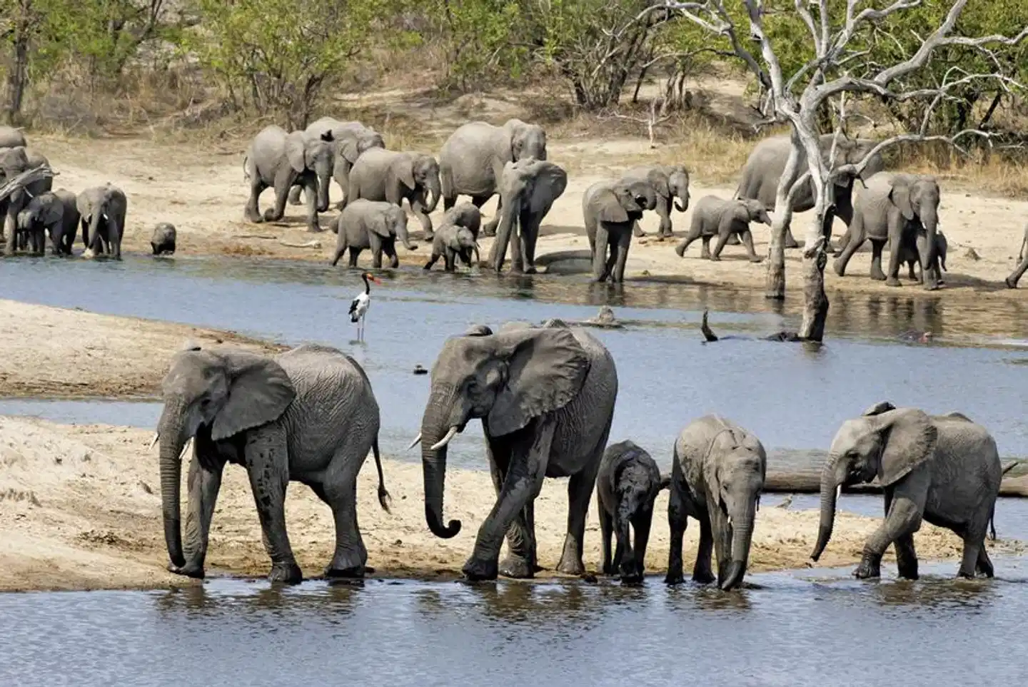 Ulusaba Private Game Reserve Tiere