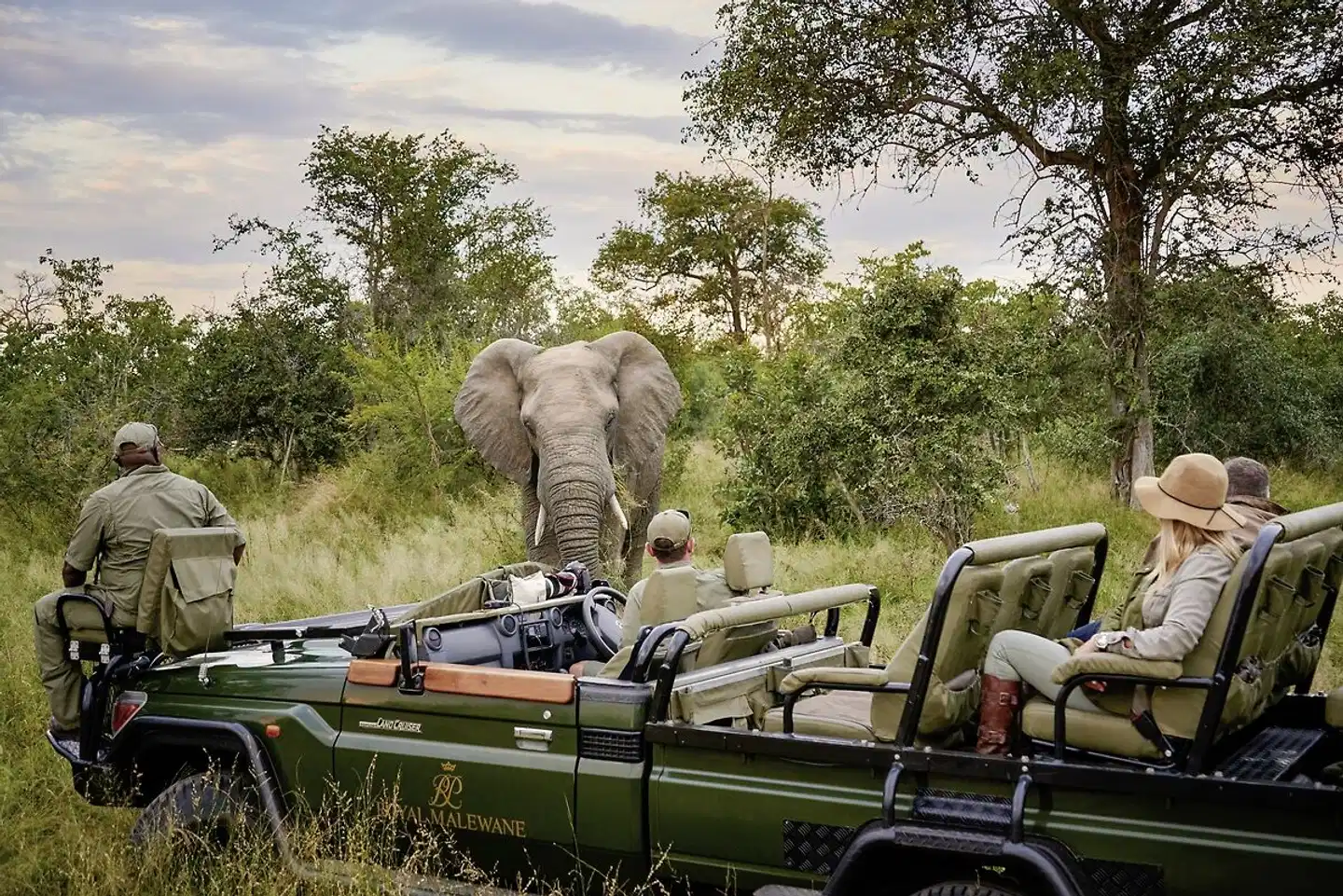 Royal Malewane Tiere