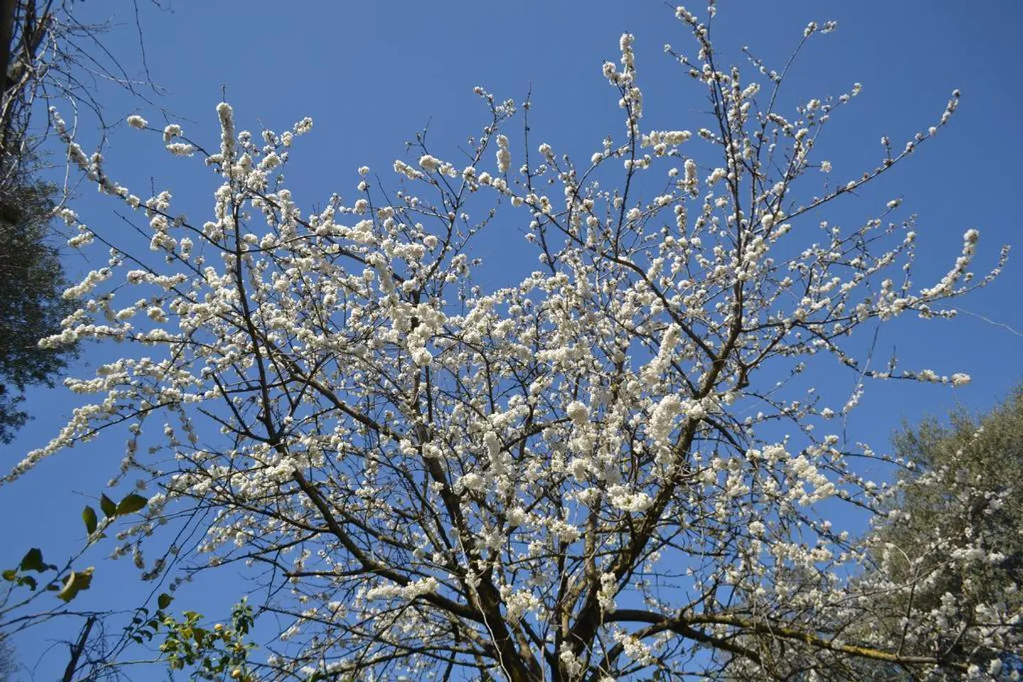 Sorrento Experience Landschaft