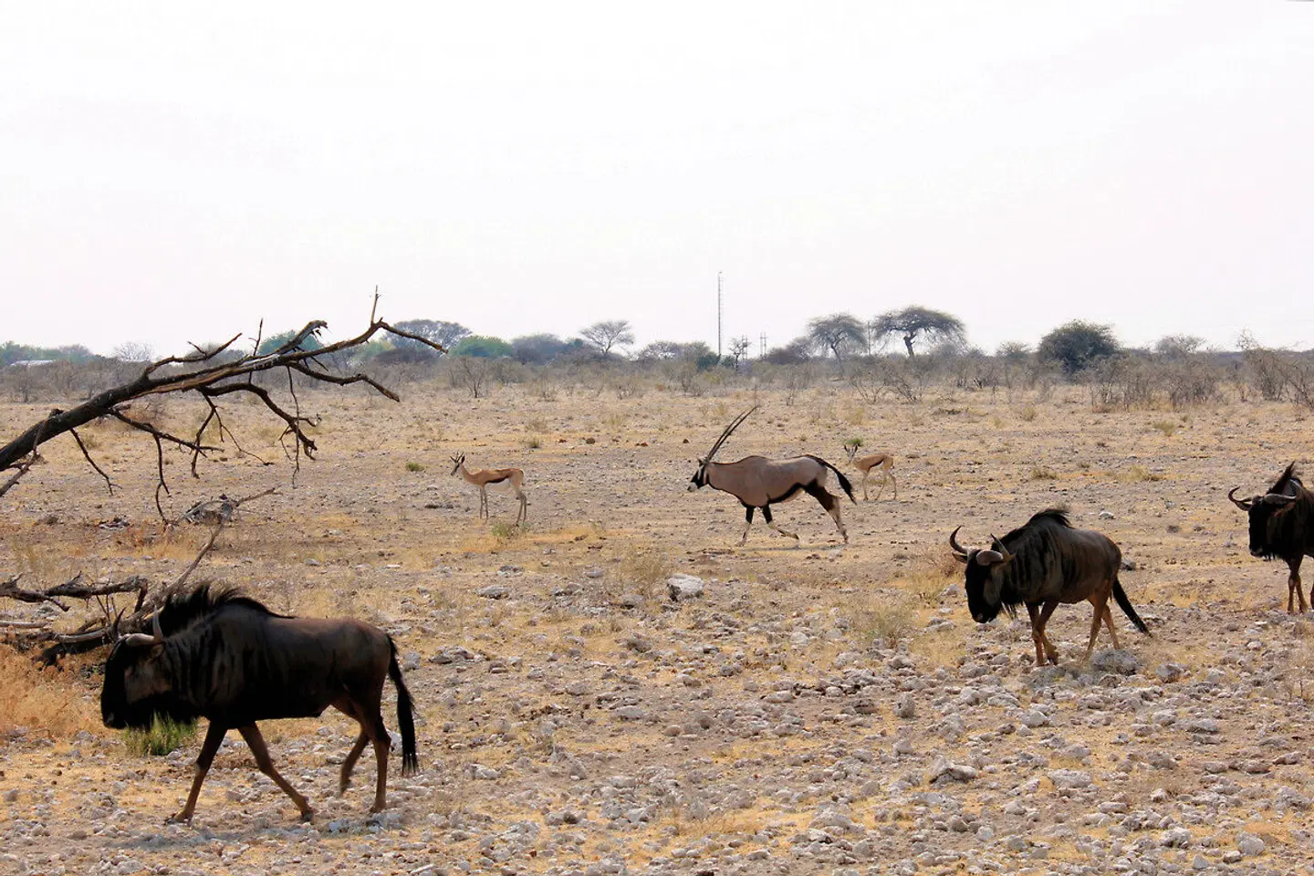 Etosha Oberland Lodge Tiere