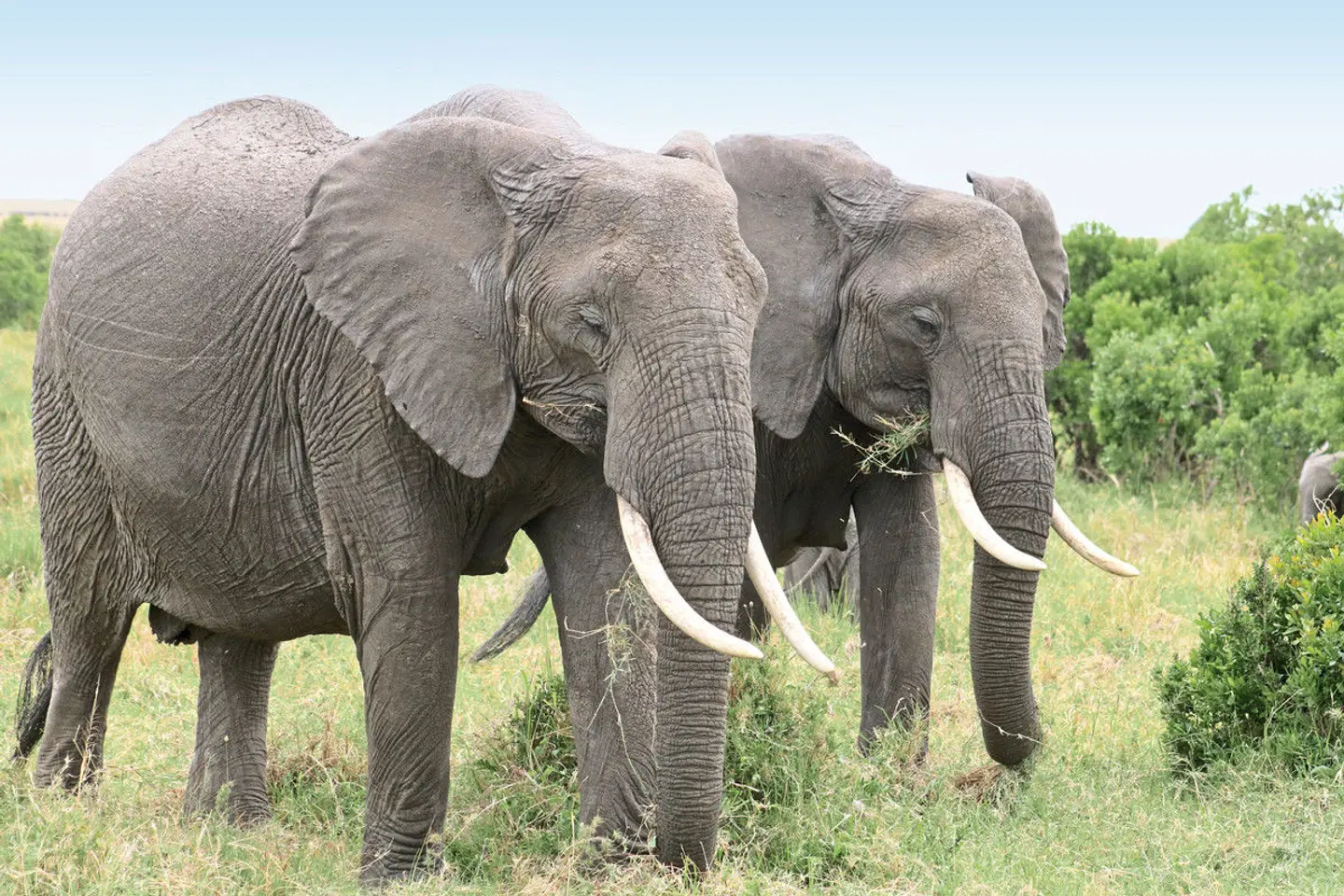 Kenia Allround Tiere