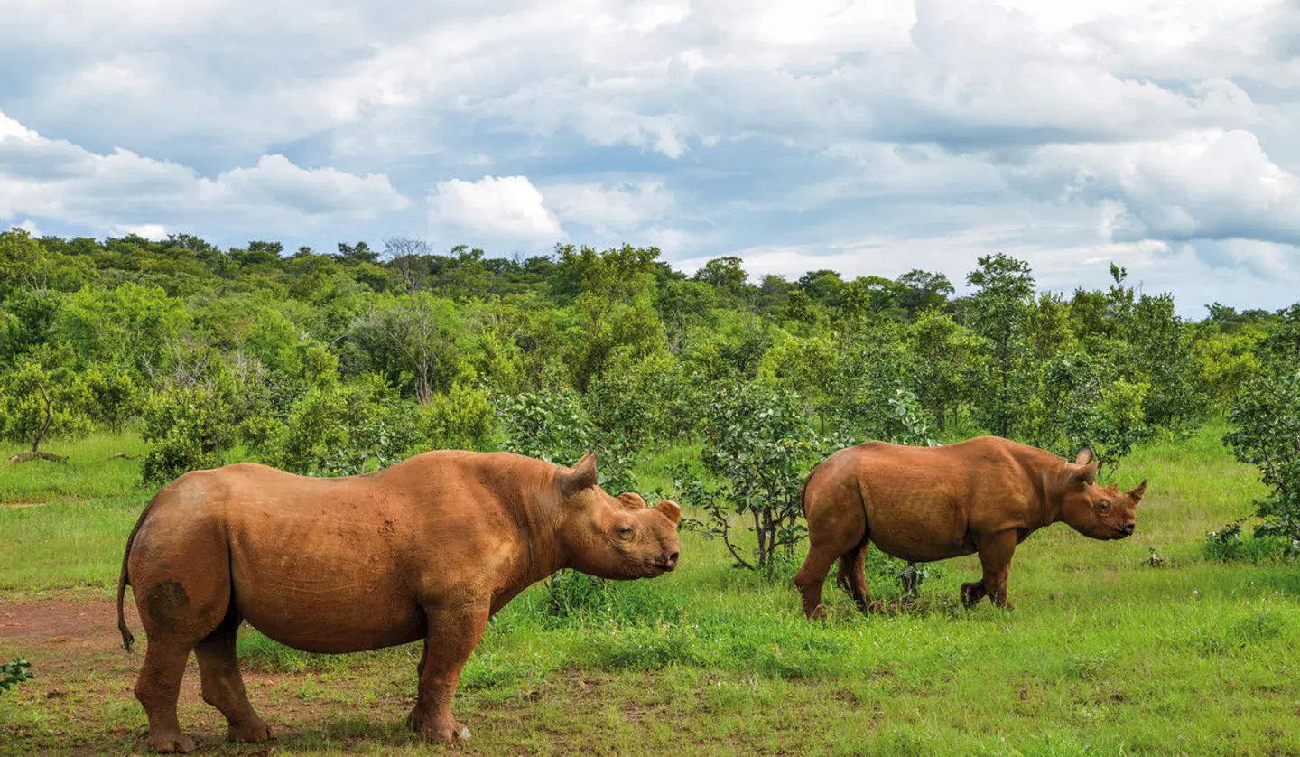 Anantara Stanley & Livingstone Victoria Falls Hotel Tiere