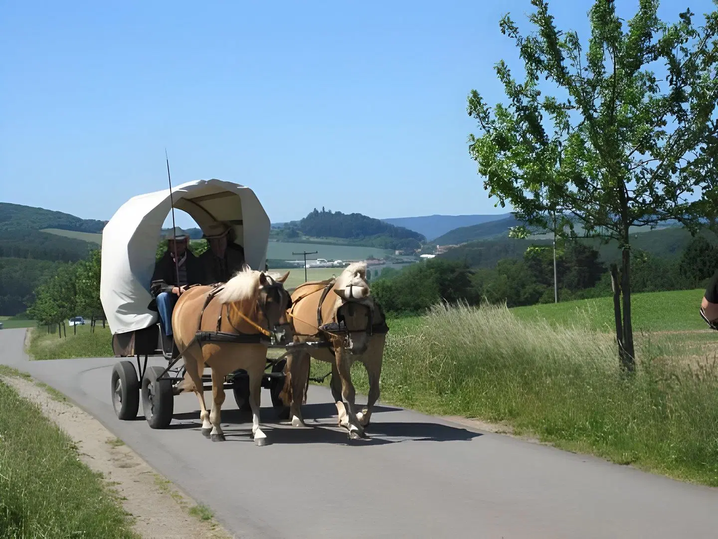 Hohes Rott Tiere