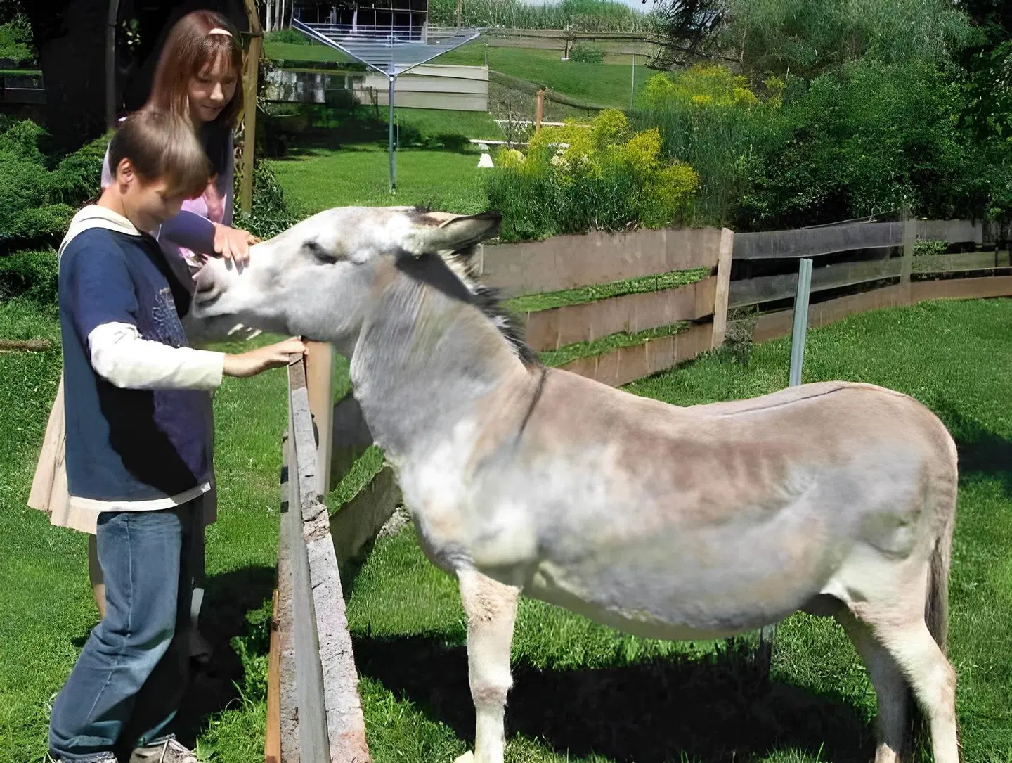Gutshof Niederzschocken Tiere