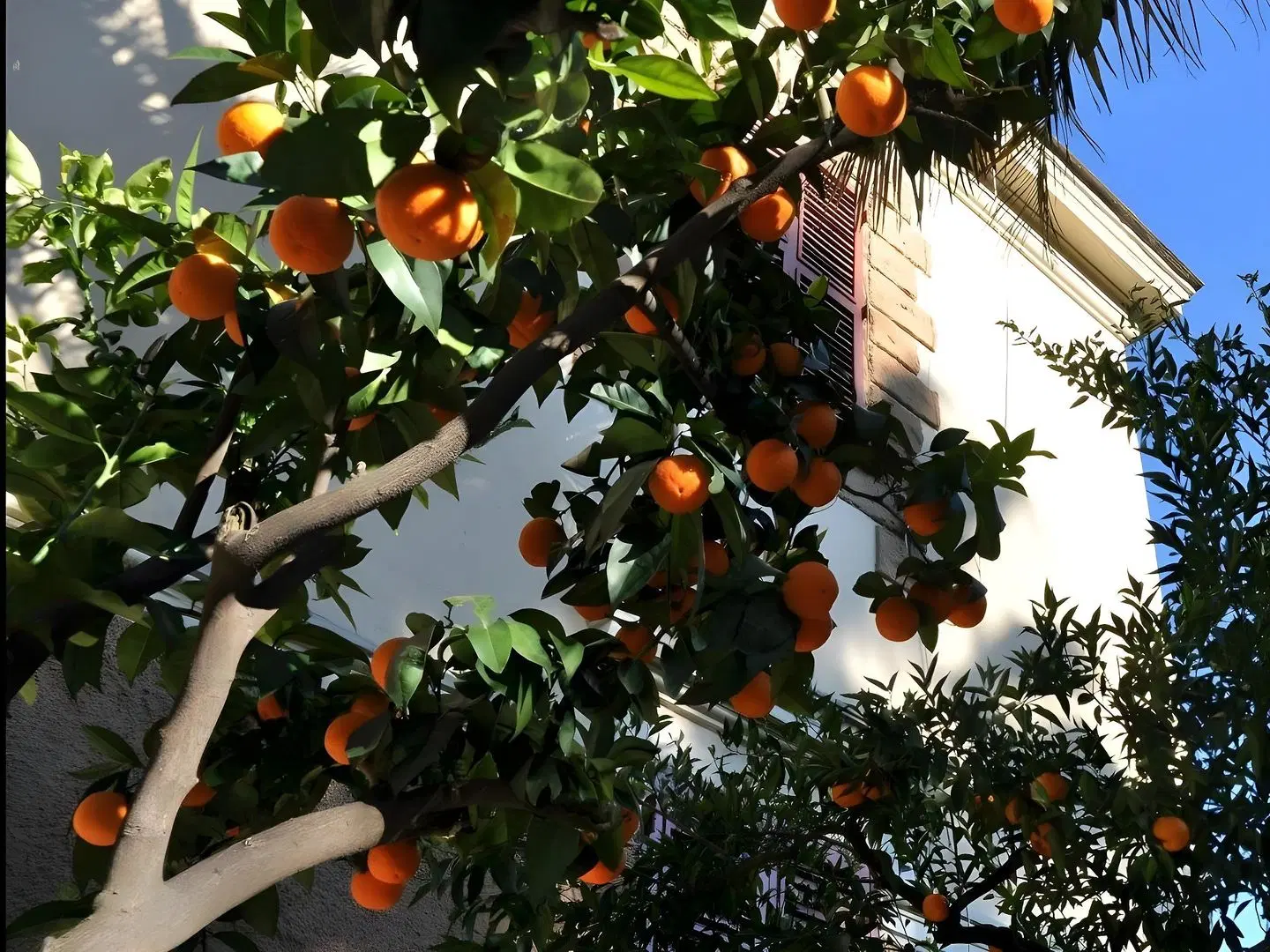 Lodi Garten