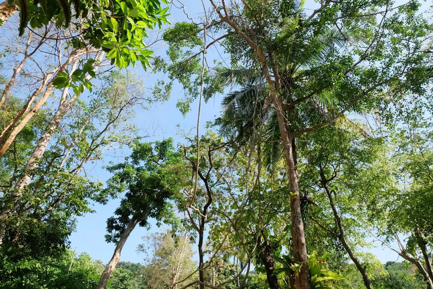 Whalecome Aonang Resort LANDSCAPE
