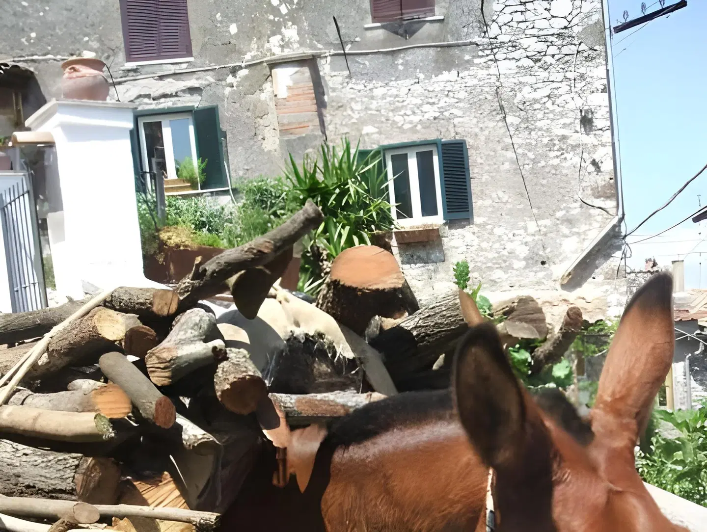 B&B Dell' Artista Tiere