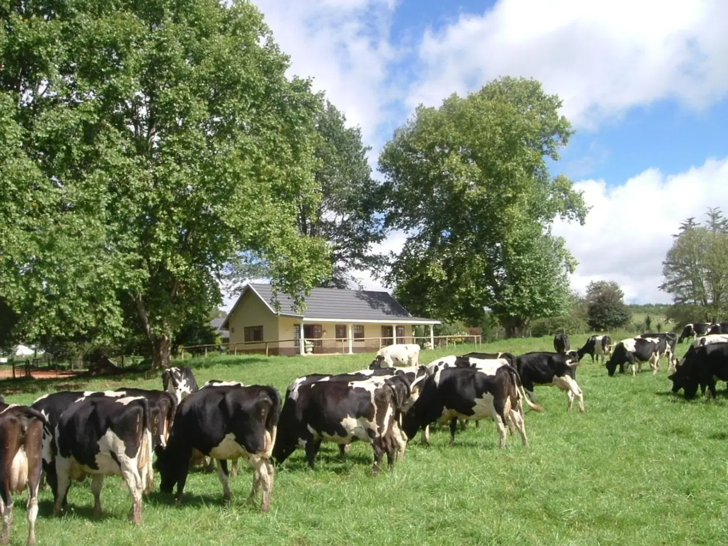 Elgin Guest House Tiere